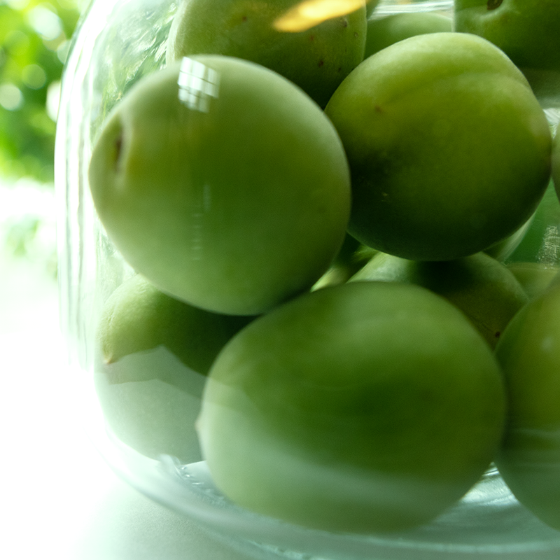 鶯宿梅（おうしゅくばい）の写真